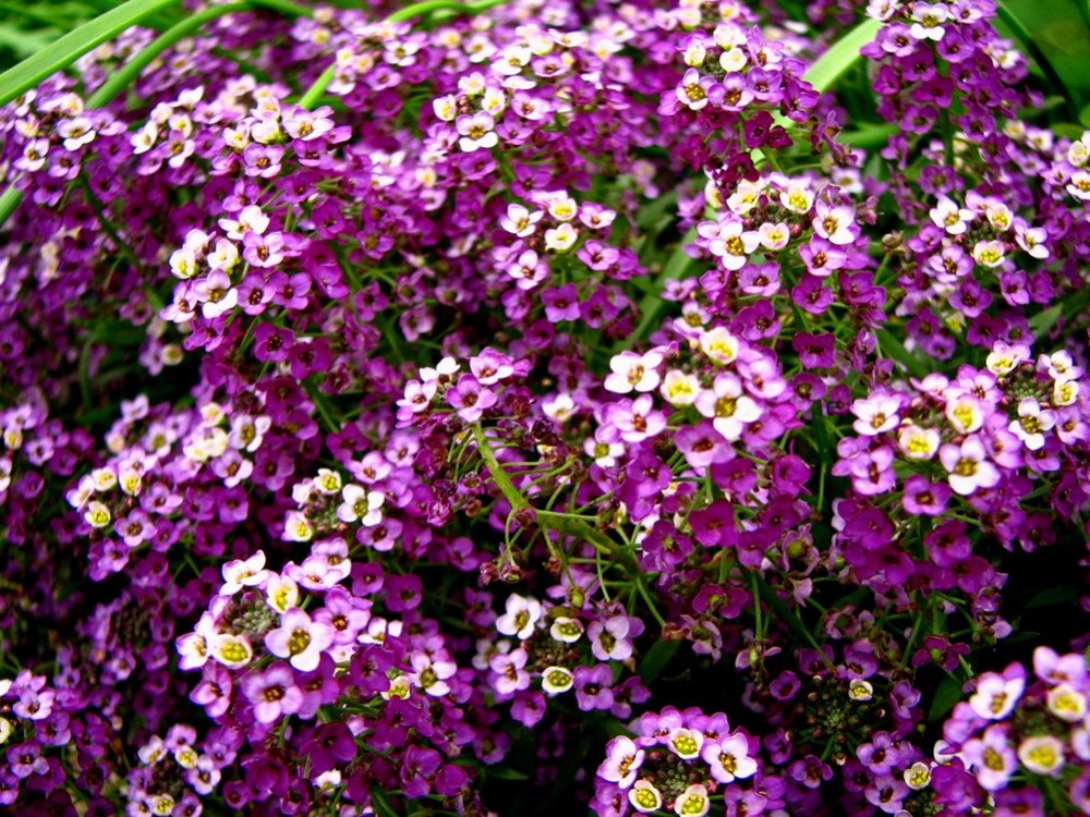 Превью изображения