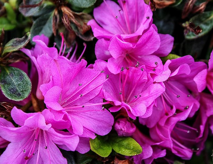 Превью изображения