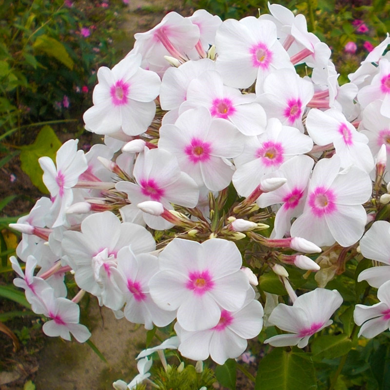 Превью изображения