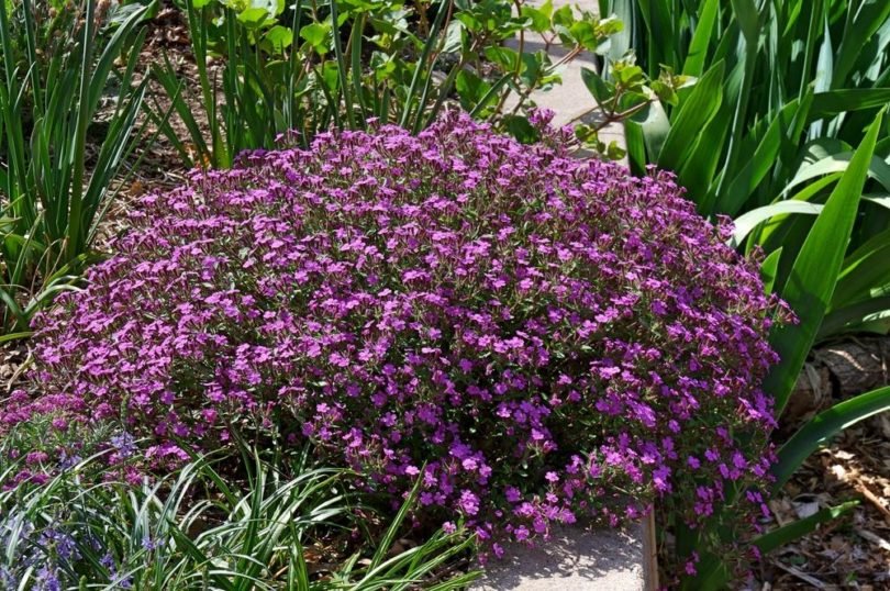 Превью изображения