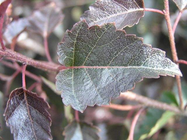 Превью изображения