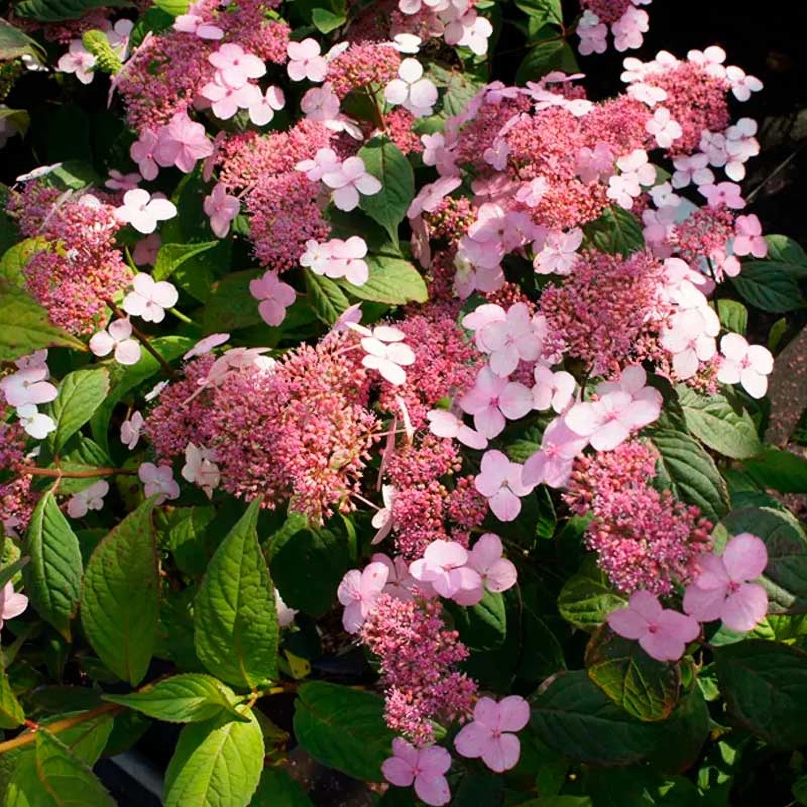 Превью изображения