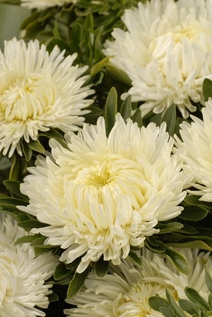 Превью изображения