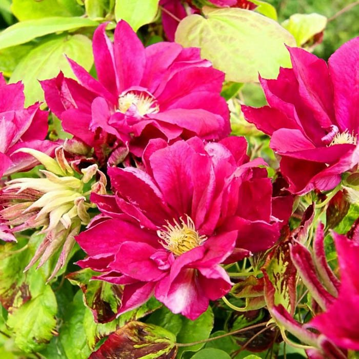 Превью изображения