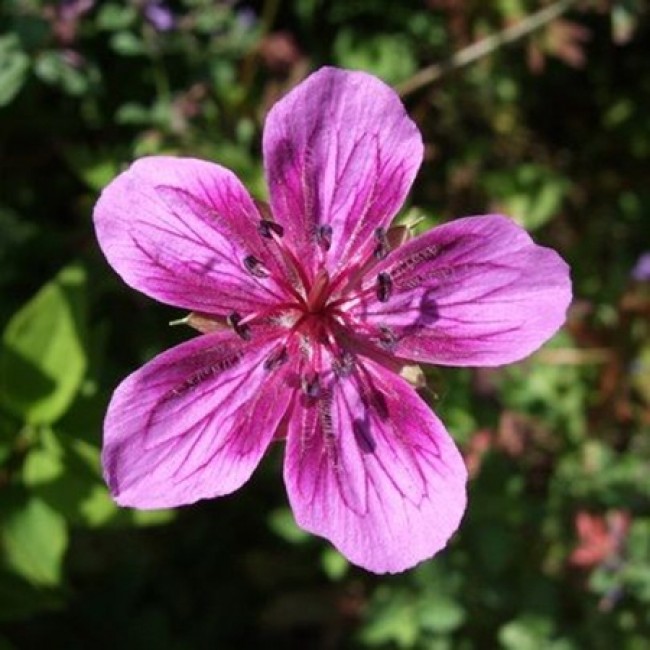 Превью изображения