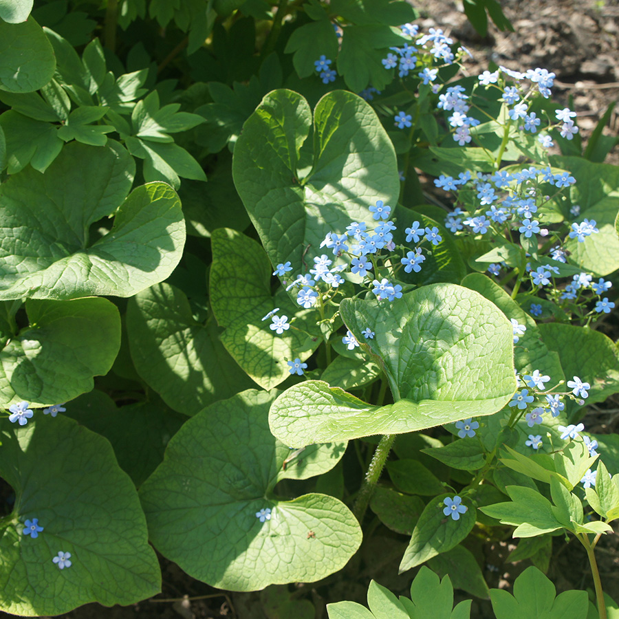 Превью изображения