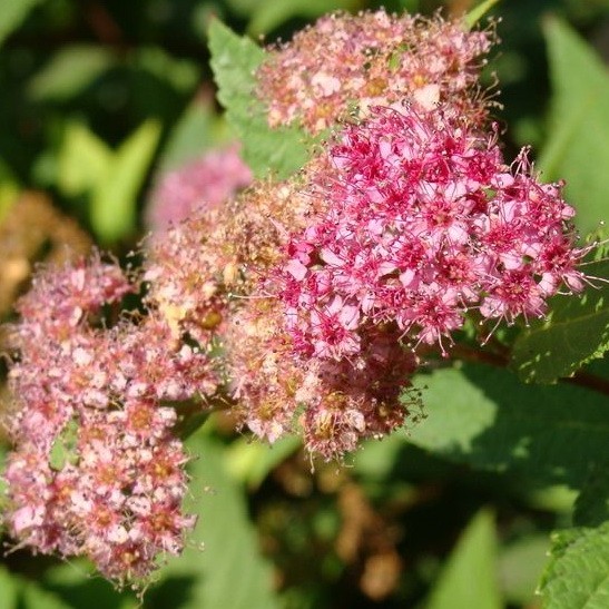 Превью изображения