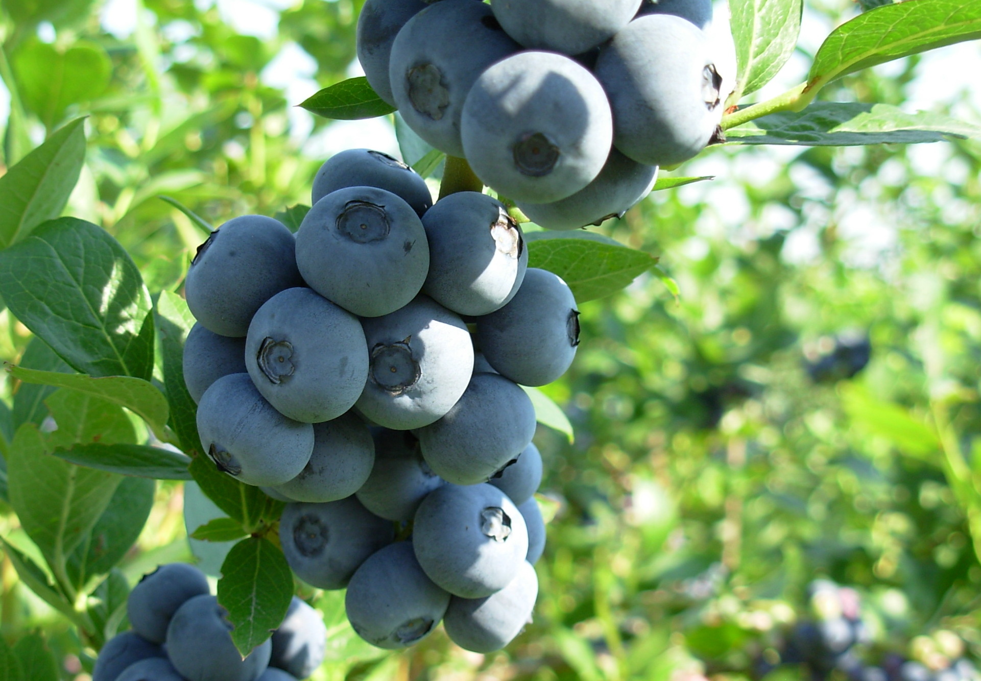 Превью изображения