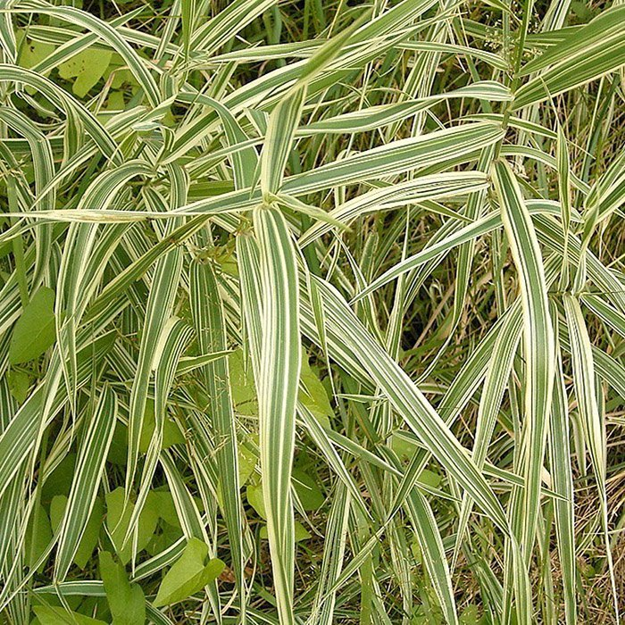 Превью изображения