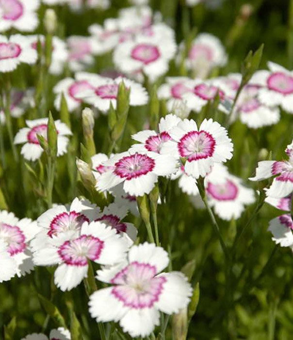 Превью изображения