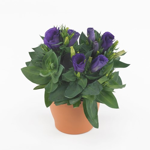 Превью изображения