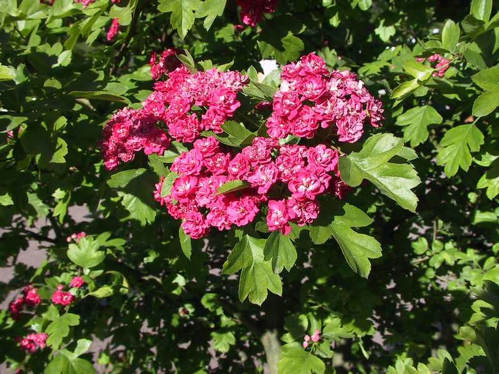 Превью изображения