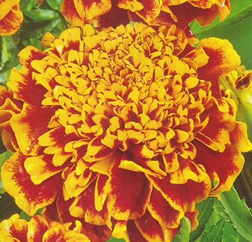 Превью изображения