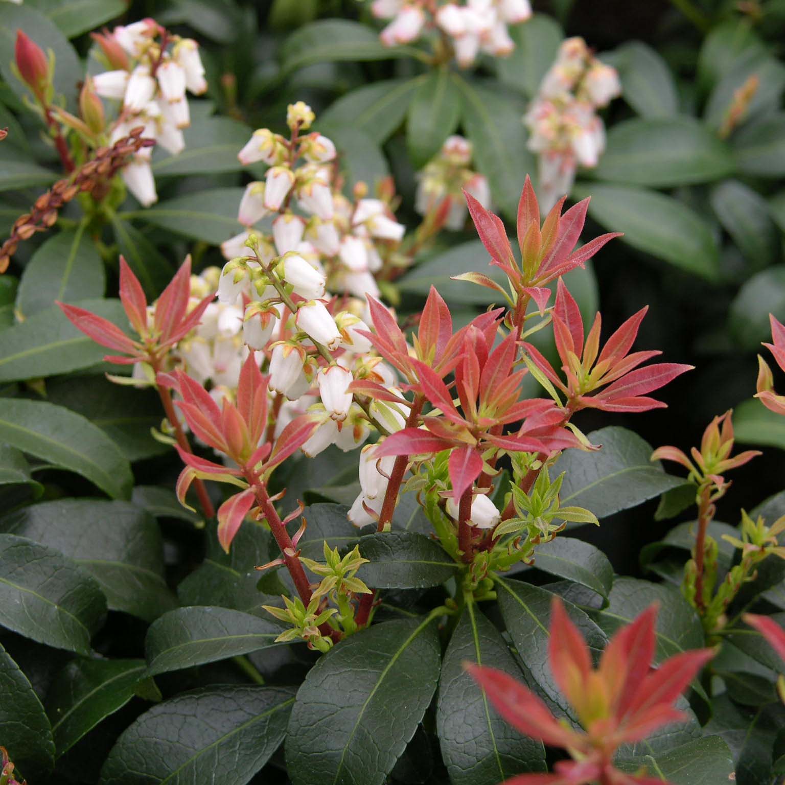 Превью изображения