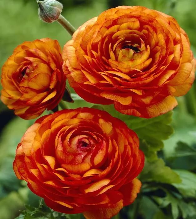 Превью изображения