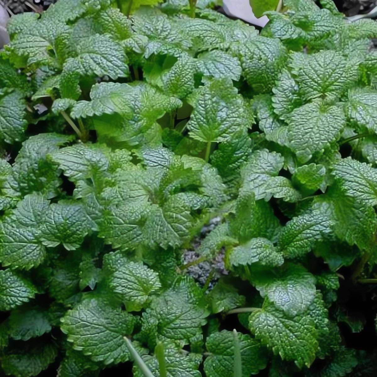 Превью изображения