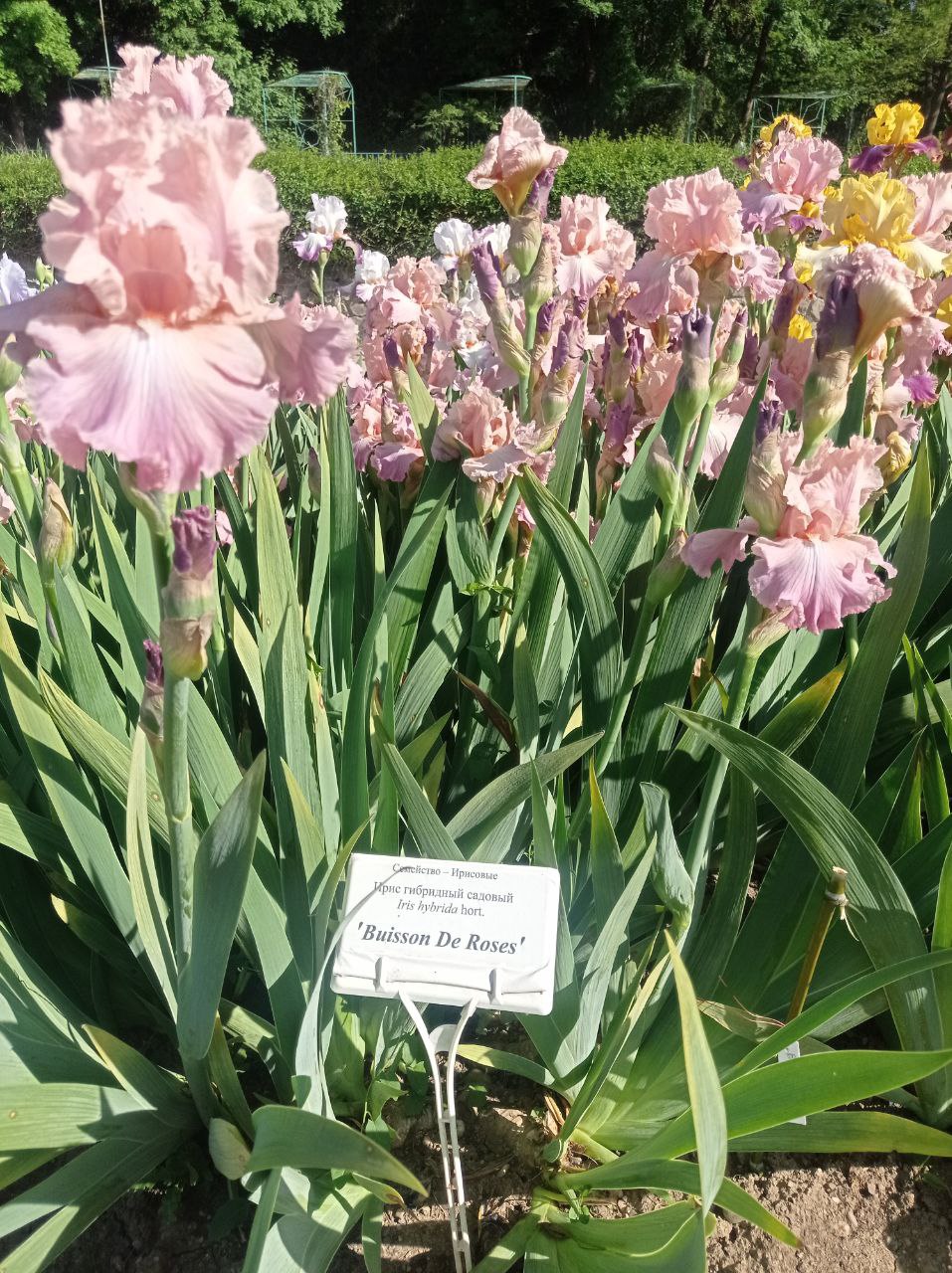 Превью изображения