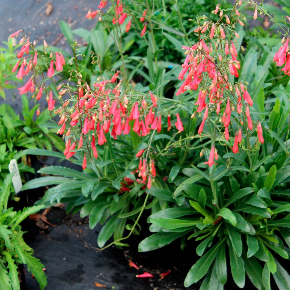 Превью изображения