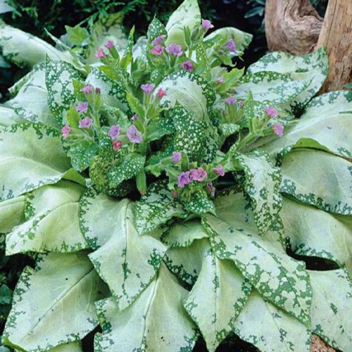 Превью изображения