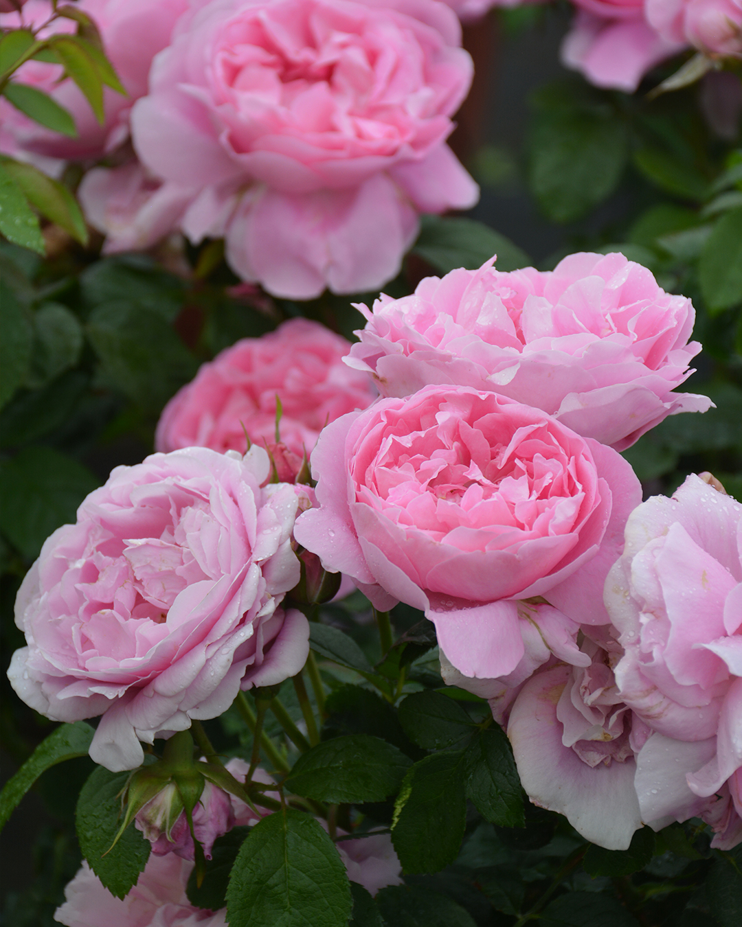 Превью изображения