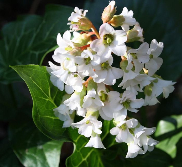 Превью изображения