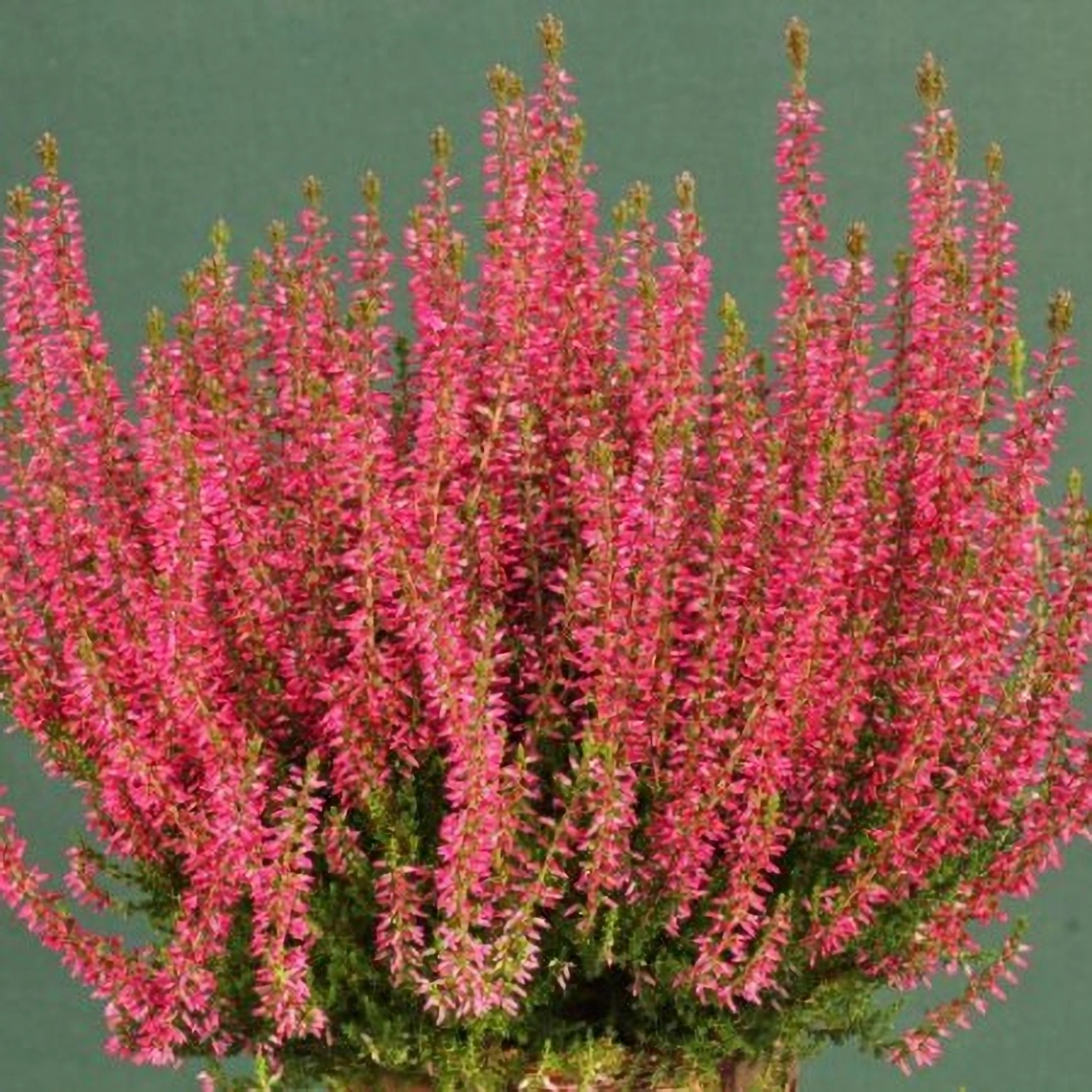 Превью изображения