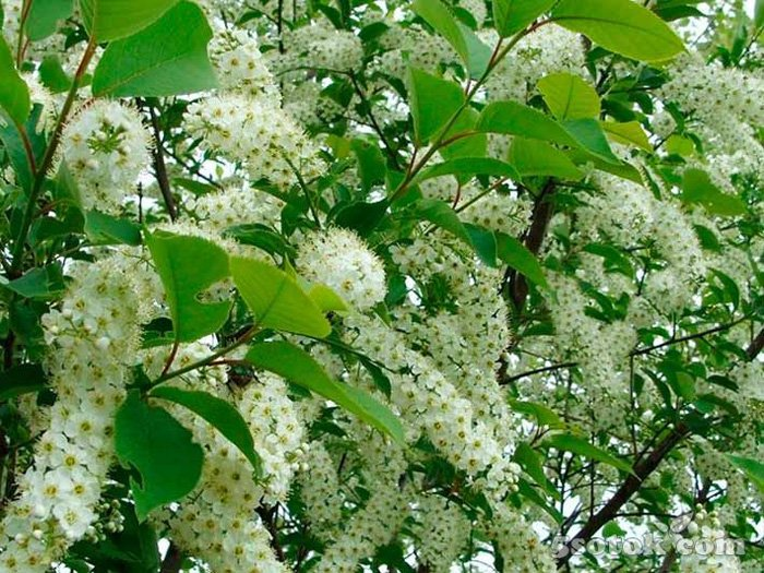 Превью изображения