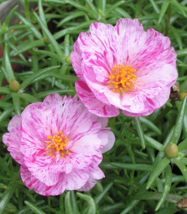 Превью изображения