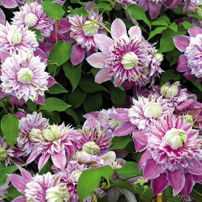 Превью изображения