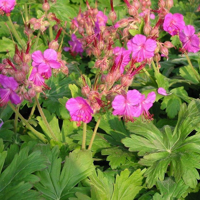 Превью изображения