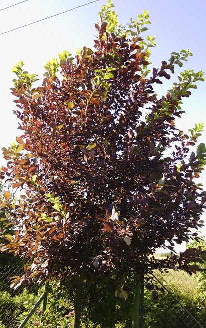 Превью изображения