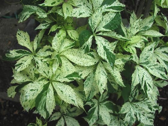 Превью изображения