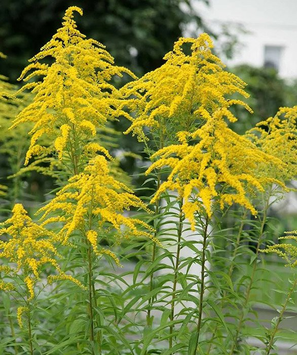 Превью изображения