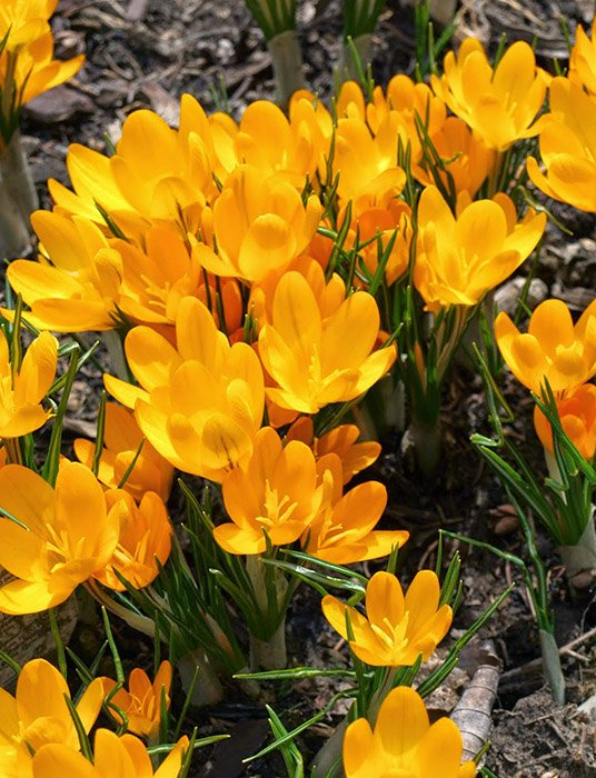 Превью изображения