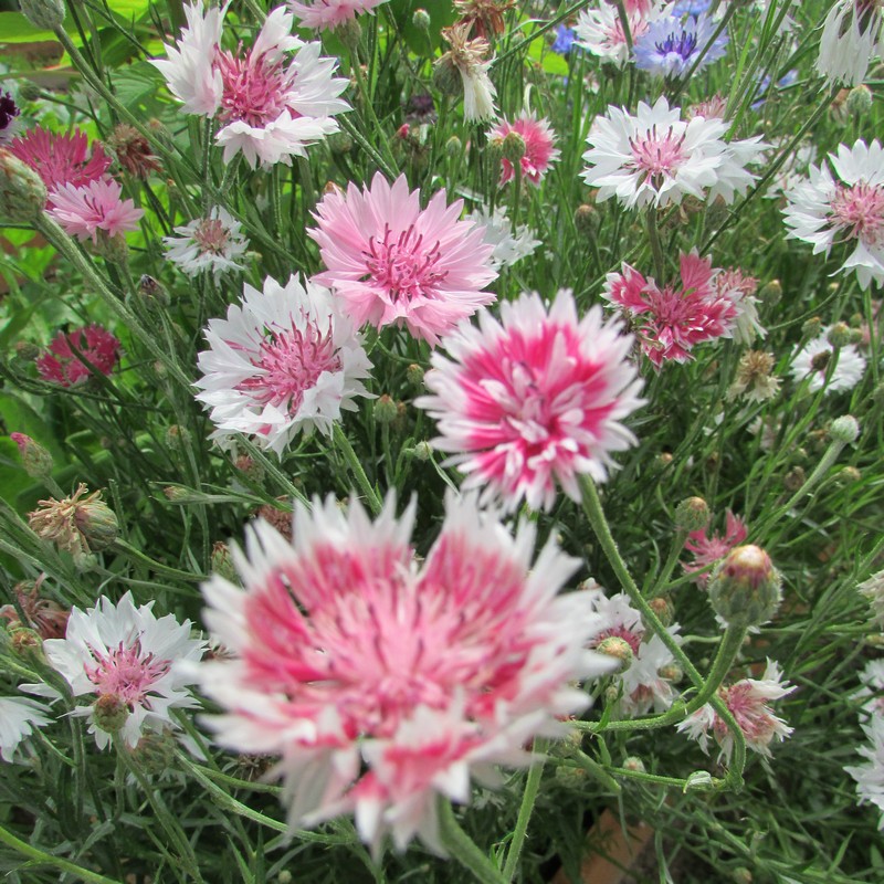 Превью изображения