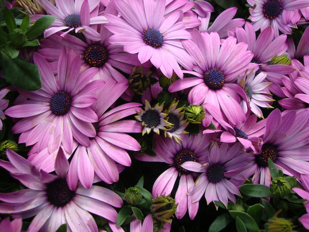 Превью изображения