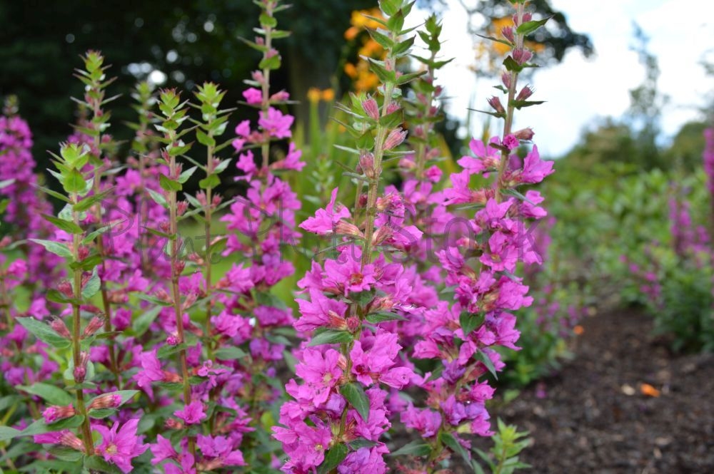 Превью изображения