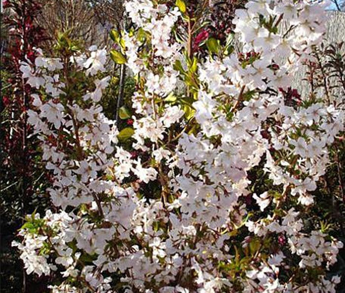 Превью изображения