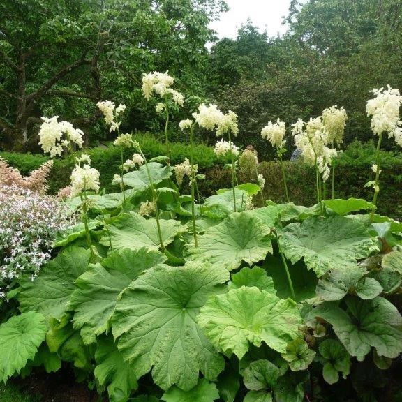 Превью изображения