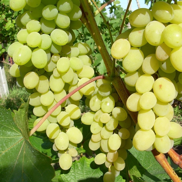 Превью изображения