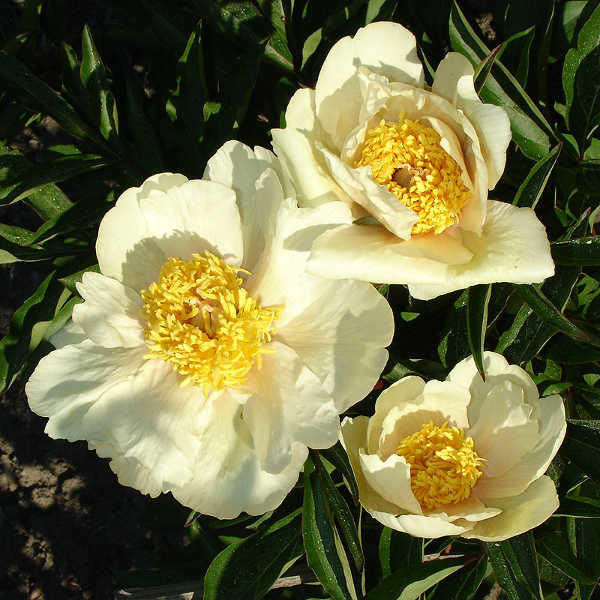 Превью изображения