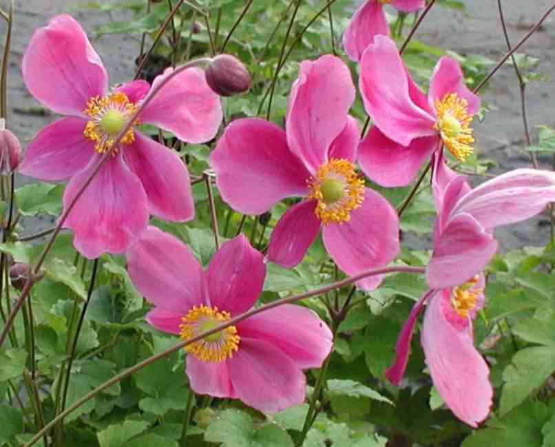 Превью изображения