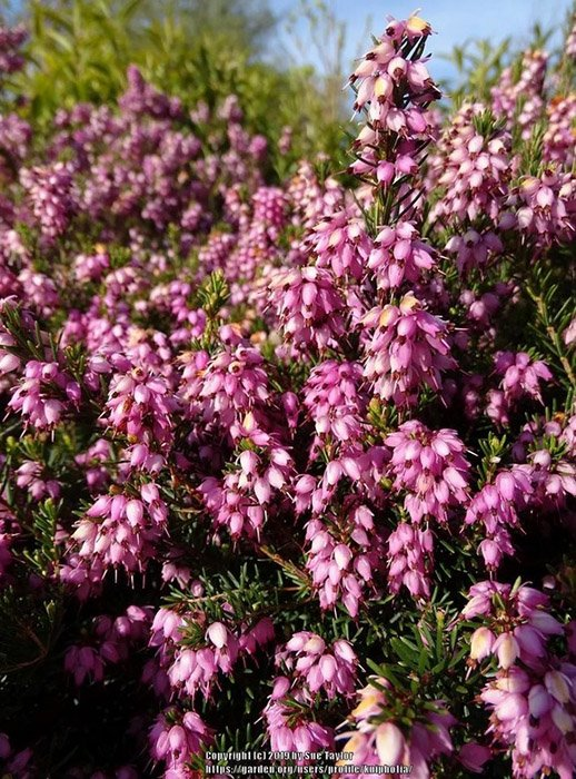 Превью изображения