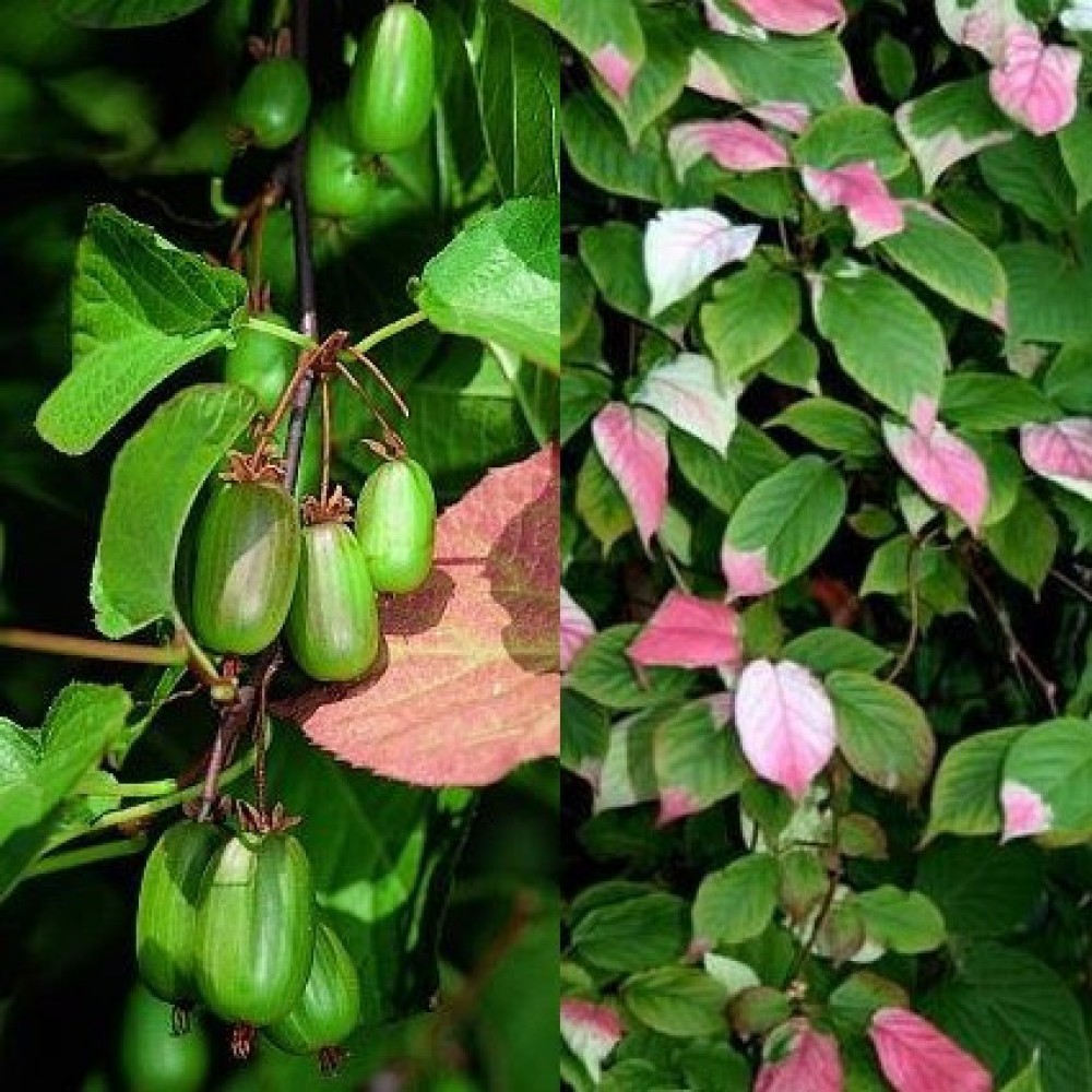 Превью изображения