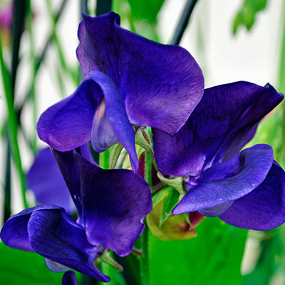 Превью изображения