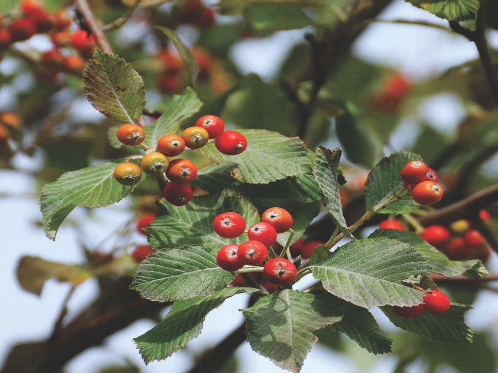 Превью изображения