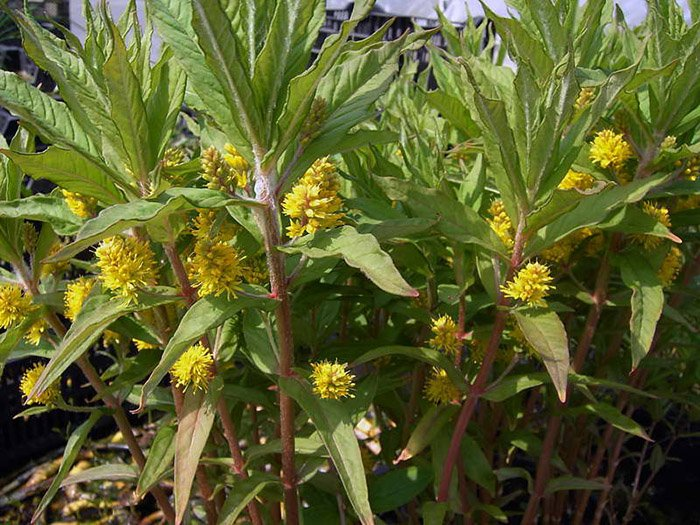 Превью изображения