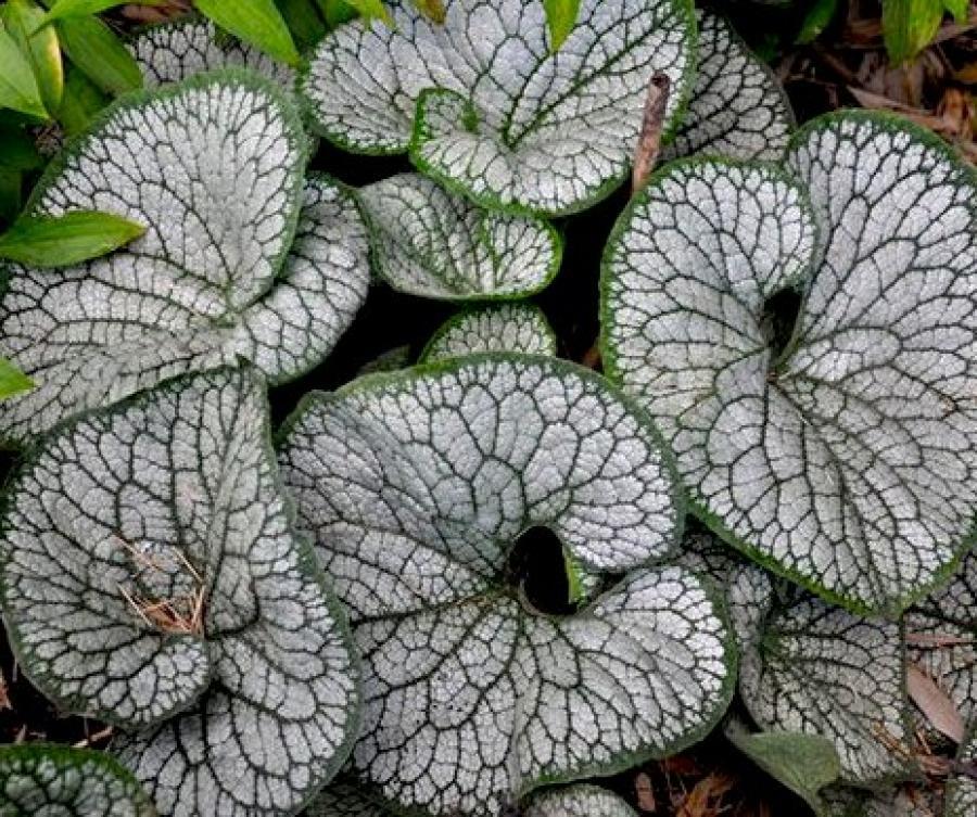 Превью изображения