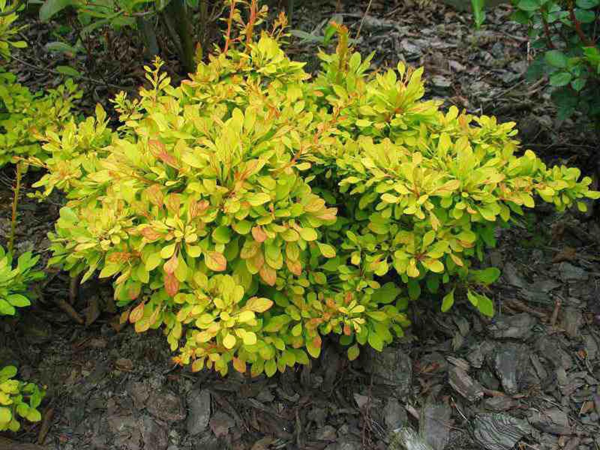 Превью изображения