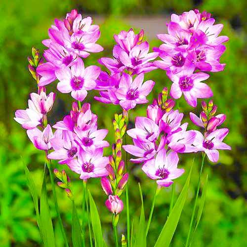 Превью изображения